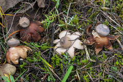 Geastrum minimum