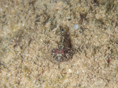 Enneanectes boehlkei