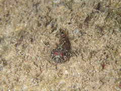 Enneanectes boehlkei