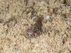 Enneanectes boehlkei