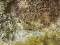 Malacoctenus macropus