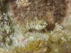 Malacoctenus macropus