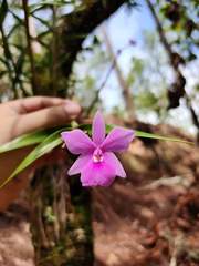 Dimerandra emarginata