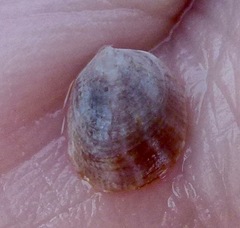 Crepipatella lingulata