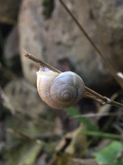 Hesseola pratensis