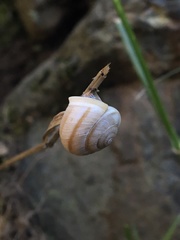 Hesseola pratensis