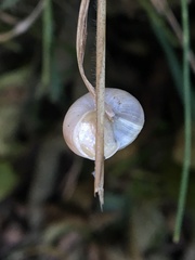 Hesseola pratensis