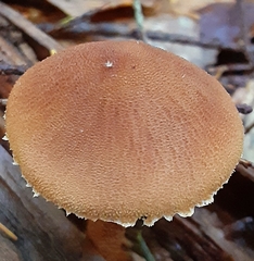 Cystoderma carcharias fallax