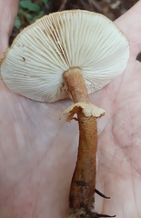 Cystoderma carcharias fallax