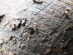 Pogonognathellus elongatus