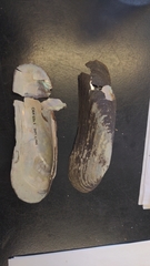 Cumberlandia monodonta