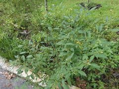 Physalis minima