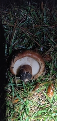 Tricholoma fracticum