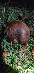 Tricholoma fracticum