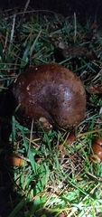 Tricholoma fracticum