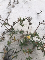 Oenothera humifusa