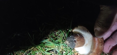 Tricholoma fracticum