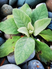 Verbascum thapsus