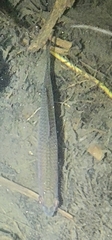 Rhodeus