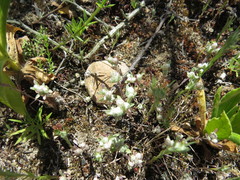 Stylocline gnaphaloides