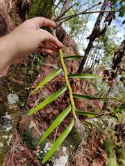 Dimerandra emarginata