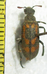 Hycleus burmeisteri