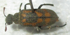 Hycleus burmeisteri