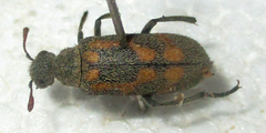 Hycleus burmeisteri