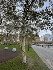 Platanus × hispanica