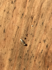 Lepisma
