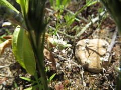 Stylocline gnaphaloides