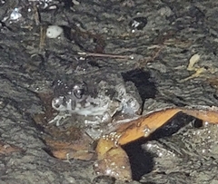 Fejervarya multistriata