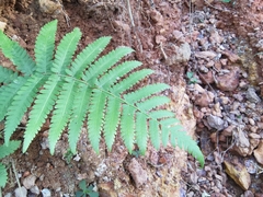 Davallia denticulata