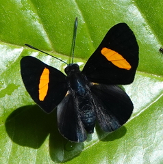 Isapis agyrtus