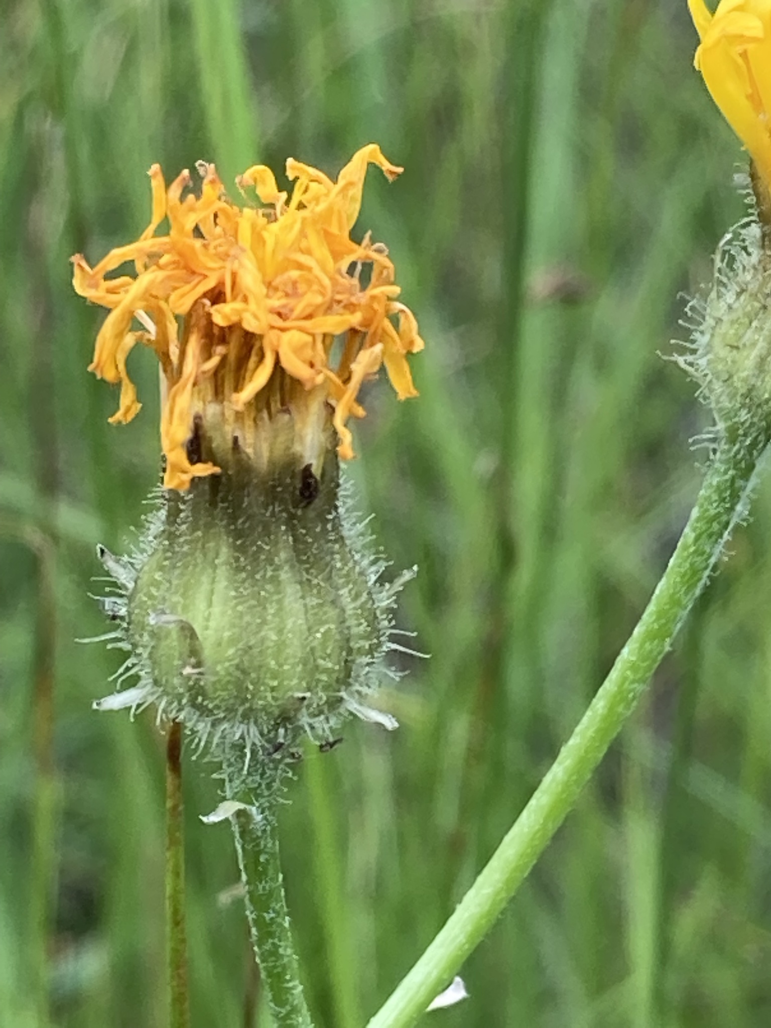 Crepis runcinata ssp. runcinata