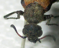 Hycleus transvaalicus