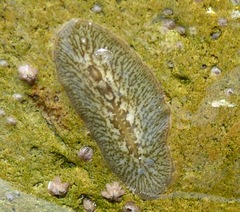 Acotylea