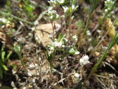 Stylocline gnaphaloides