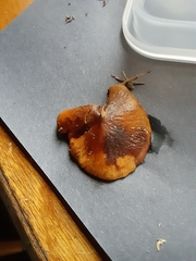 Cystoderma carcharias fallax