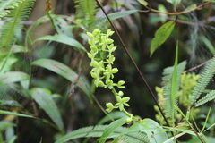 Epidendrum polyanthostachyum