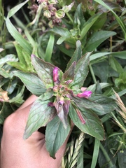 Epilobium ciliatum watsonii
