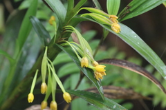 Maxillaria alticola