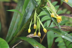 Maxillaria alticola