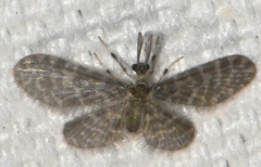 Nallachius americanus