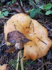 Lactarius aestivus