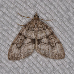 Thera contractata