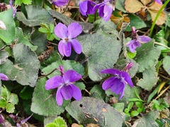 Viola suavis