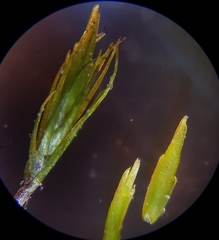 Campylopus flexuosus