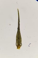 Campylopus flexuosus
