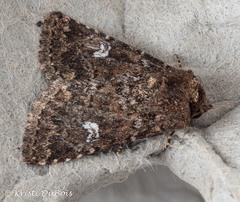 Properigea albimacula